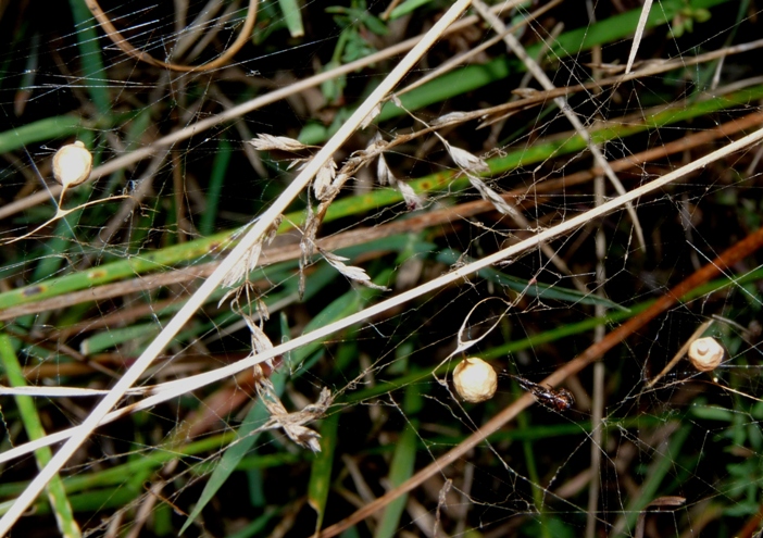 Gli astuti Argyrodes